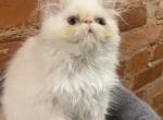 Rare flame point Himalayan Persian female Profile