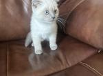 Daisy and Lily are only available Profile