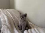 Lilac Shorthair British Kitten Profile