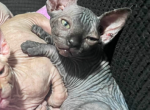 Sphynx Profile