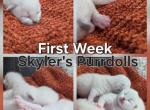 Skyler's kittens Profile