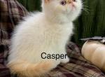Adorable Exotic Shorthair and Longhair kittens Profile