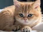 Honey litter Profile