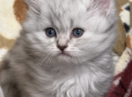 Silver lion Profile