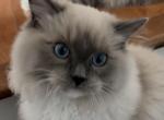 Blue Mitted Ragdoll Kitten Profile