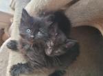 Male Domestic long hair kitty Profile