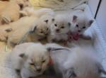 Kittens ready in December Profile