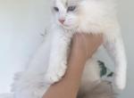 TICA Blue Bicolor Girl Ocean Profile