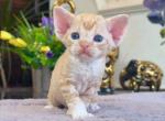 Devon Rex Kittens European Lines Profile