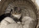 British long hair Ragdoll mix Profile