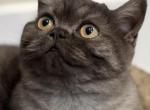 Whiskers Kittens Profile