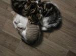 Kitten puddle Profile