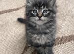 Kittens Profile