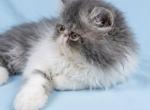 Levi Fluffington Profile