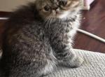 CFA Exotic Persian SH  female Profile