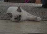 Blue mitted ragdolls Profile