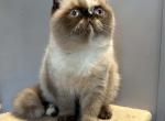 Seal Tortie points Exotic shorthair female Profile