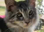 Purebred Maine Coon Classic Tabby Female Profile