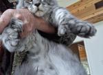 Maksim Polydactyl Profile