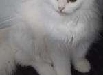 All White Dollface Persian Kitten Profile