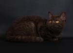 Chocolate British Shorthair Profile