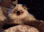 Paula's Persians Profile