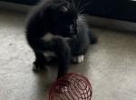 BLACK MANX BOY Profile