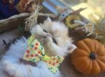 Red White Exotic Shorthair Male Kitten Profile