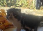 Brown Tabby Exotic Shorthair Male Kitten Profile