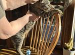 American Bobtail kitten Profile