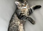 American bobtail Profile