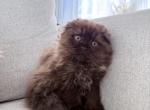 Brown Milk Chocolate Profile