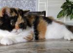 Spindalis Profile