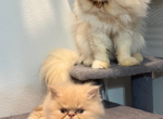 Male and female kittens available Profile