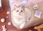 Miya Profile