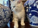 Angels litter Profile