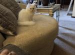 Minka kittens Profile