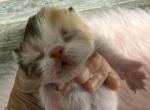Exotic Callie Calico girl Profile