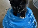 BLACK MANX BOY Profile