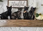 2 Tortoiseshell and 1 black kittens Profile