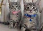 Beautiful kittens Profile