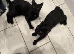 2 Kittens Profile
