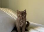 Cinnamon British Shorthair Kitty Profile