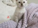 Snow Bengal Kitten Male Profile