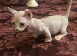 Male Dwelf Sphynx kitten Profile