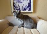 Blue bobtail Profile