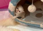 Blue Eyed Persian Beauties Profile