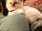 Dauphin Ragdolls Male Kitten Profile