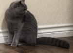 Leo Profile