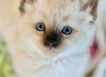 Ragdollies Ragdoll Balinese mix Profile